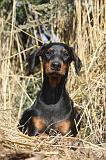 DOBERMANN 089